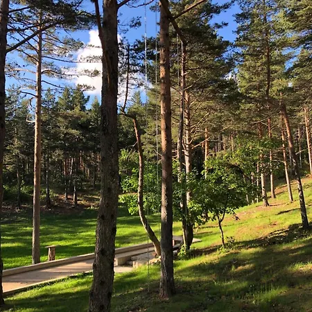 Forest &